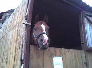 Obrazek