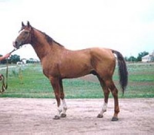Obrazek